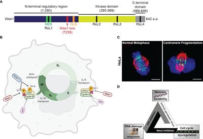 Targeting the DNA Damage Response for Cancer Therapy by Inhibiting the Kinase Wee1